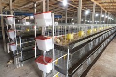 Poultry Farm meat chicken cage，