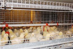   baby brooder cage for hot sale