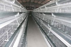 cost of making modern cage system poultry farm