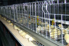 brooder cages for 5000 baby chicks in ghana