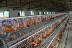 Poultry farm shed information about 10000 birds