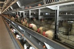 automatic poultry farm shed for sale in pakistan