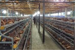 housing design for Poultry cage system in hot environments in Nigeria