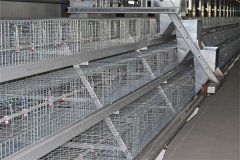 scientific design of commercial chicken cage