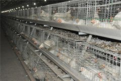 poultry cage broiler farming 10000 capacity