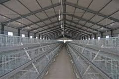 broiler shed for 2500bird in nigeria