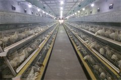 sample automatic broilers water drinkers installation quotation