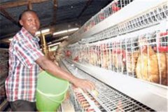 where to buy used foreign battery cage in nigeria