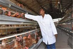 layer poultry farm layout and designing dimension