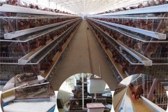 chicken egg collection system for sale in nigeria