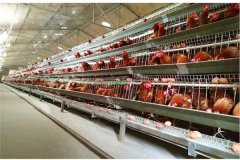 poultry equipment for battery cage made in china