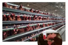 pictures of open liter chicken cages in nigeria