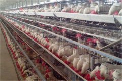 how much do i need to start 10000 egg laying hens farm in uganda