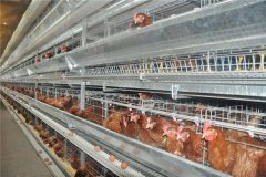 how to start a poultry farm in Nigeria