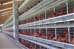 picture of different types of simple chicken farm house