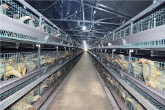 fully automatic system of poultry farm in nigeria