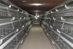 fully automated layer poultry shed with automatic equipment