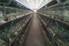  10000 bird poultry farm  kenya