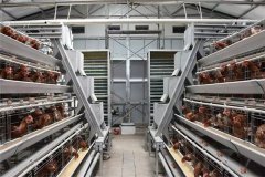 Where can i get battery cage at cheaper rate in abuja