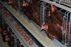 download the prices of poultry broiler and layer equipments