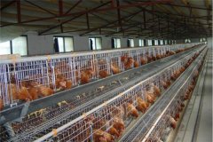 semi intensive housing system for poultry