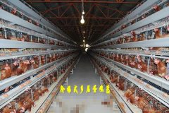 poultry shed low cost idea in kenya