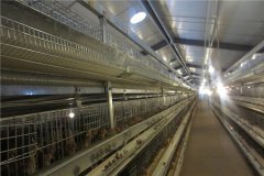 poultry cage manufacturers in kerala