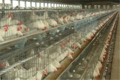 online poultry cages for 2500 hens amazone