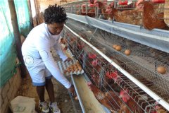 poultry battery cages for 10000layers for sale in abuja