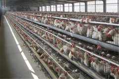 low cost layer poultry farm layout and design