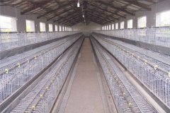 ghana layer poultry farm for 5000hens