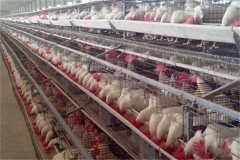 installed layer poultry cages photo