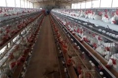 where to buy H type layer battery cages in Nigeria