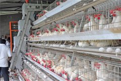 chicken cages with capacity of 1000 for sale in kenya