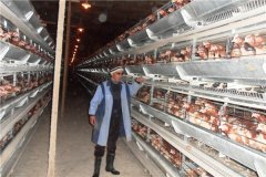 how much cost of poultry farm for 10000 birds in Mozambique