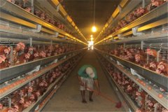 sales of battery cage in port harcourt