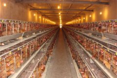 battery cage engineer in lagos nigeria