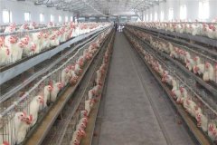 indonesia poultry layer cages manufacturers