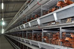 high modern broiler farms 10000 birds capacity