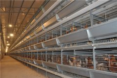 List of most common poultry farm equipments in Nigeria