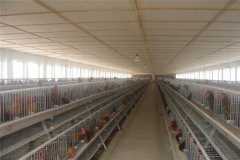 Uganda Poultry Farm Automatic Chicken Layer Cages For Sale