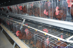 cost of chicken cage in nepal by nepali sellers