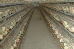 battery type cages for sale in cebu philippines