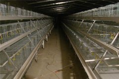 how to build poultry shed automatic feeding and egg collection