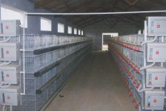 how much cost for 10000 laying hens steel cage system